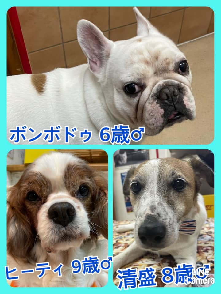 🐾今日の里親様募集中ワンコ🐶メンバーです🐾2021,3,21